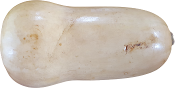 Butternut Squash
