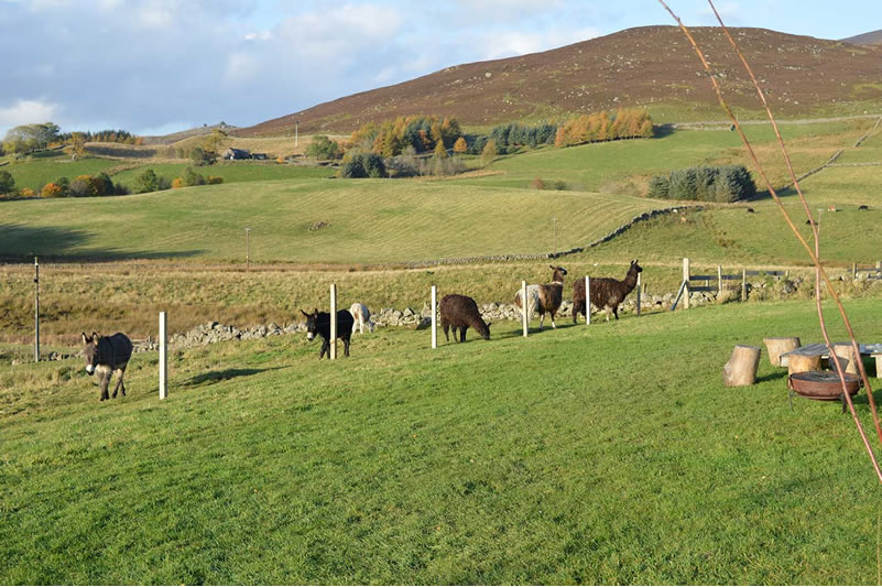 Llama Trek Scotland