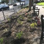Wellmeadow Replanting